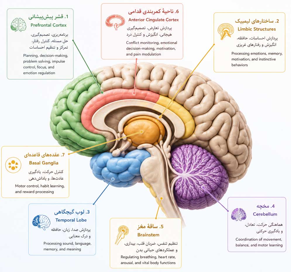سیستمهای مغزی در کلینیک آمِن